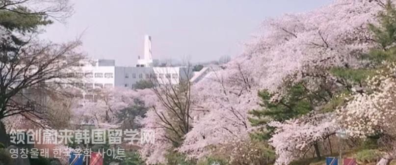 韩国留学首尔庆熙大学赏樱花最全攻略！