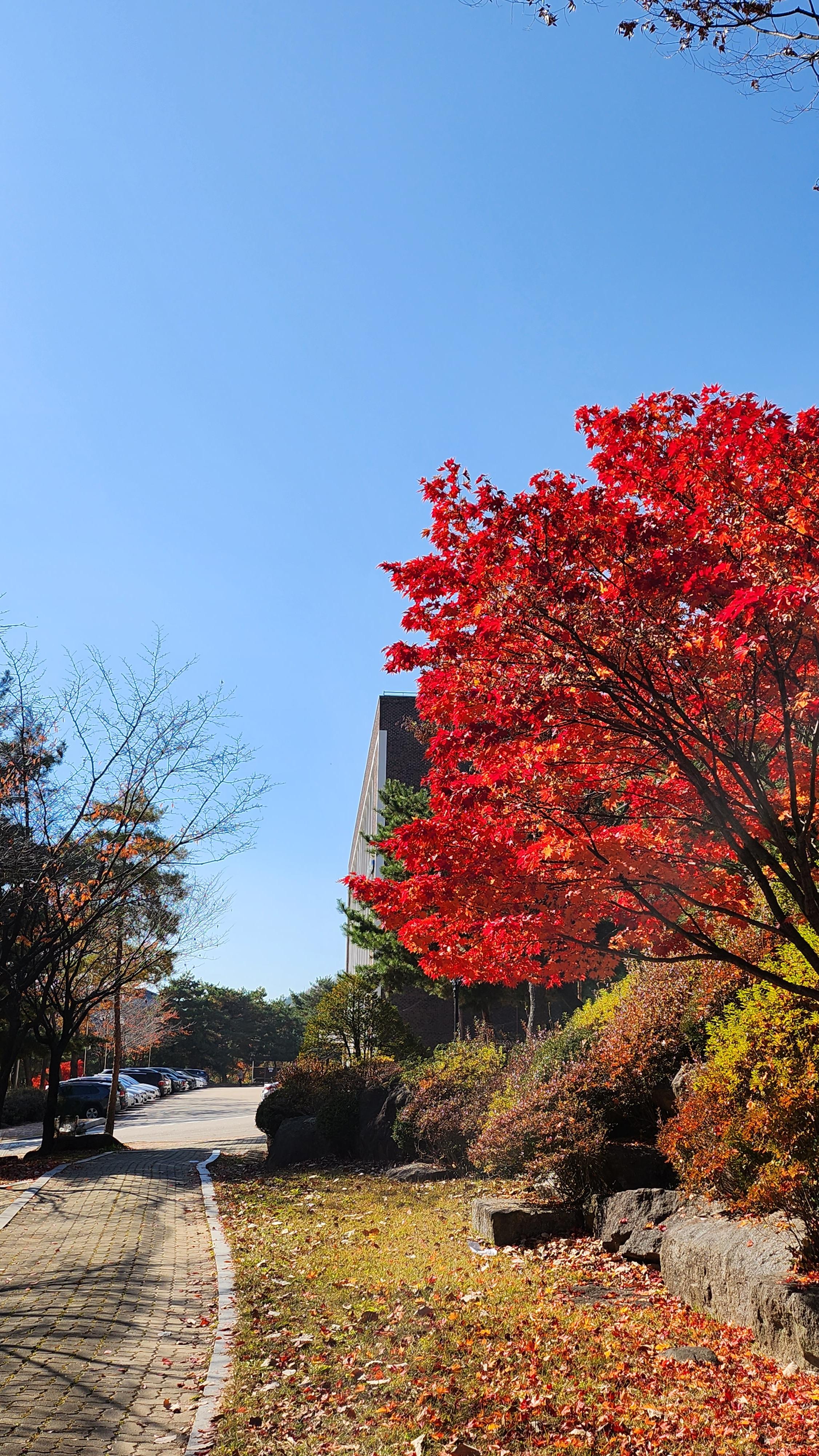 大真大学